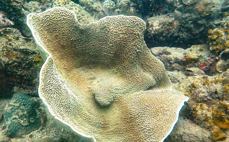 Một rạn san hô tại Cô Tô. Ảnh: Đoàn Hưng