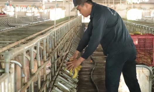 Công nhân lao động tại dự án chăn nuôi heo ở Gia Lai. Ảnh Thanh Tuấn