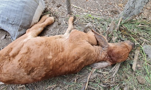 Một con bò chết do mắc bệnh tại địa bàn tỉnh Quảng Bình. Ảnh: Người dân cung cấp