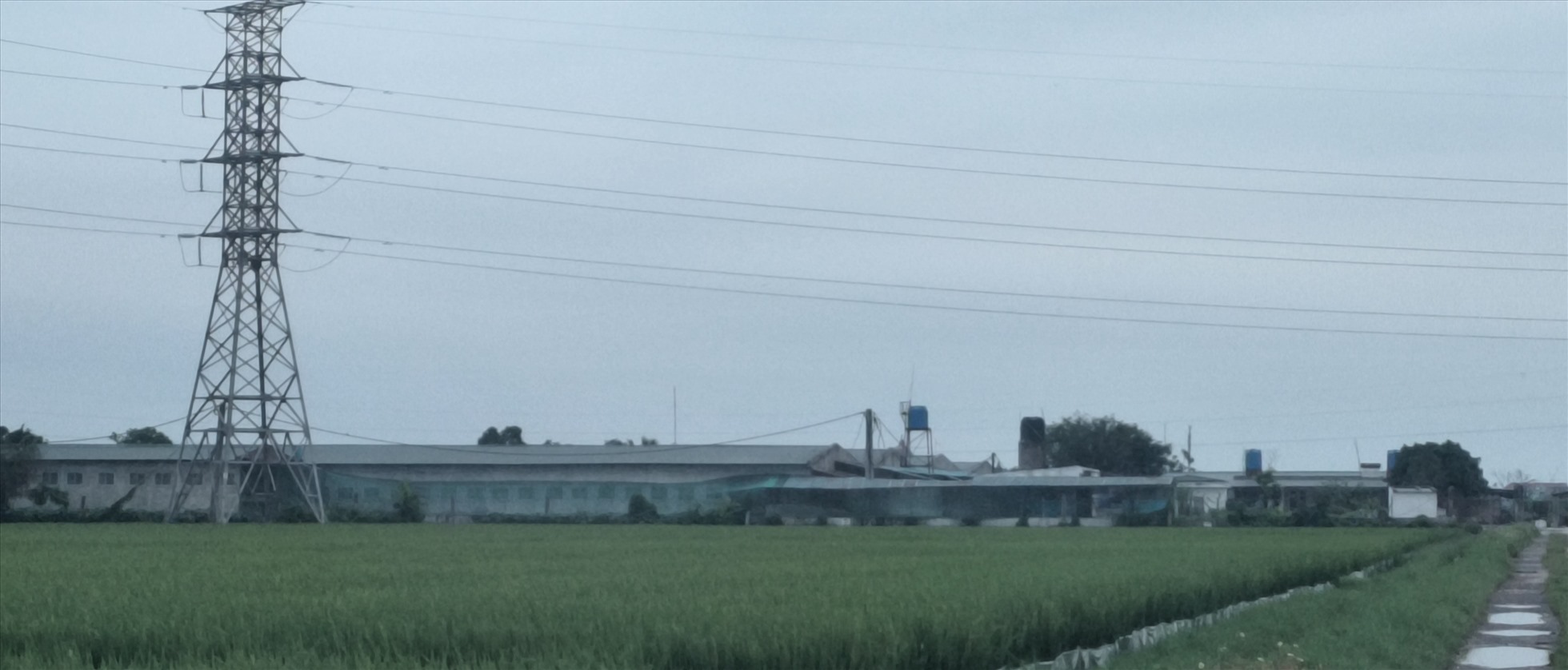 Trang trại chăn nuôi lợn của Công ty TNHH Tiến An Khang (huyện Kiến Xương, tỉnh Thái Bình). Ảnh: Trung Du