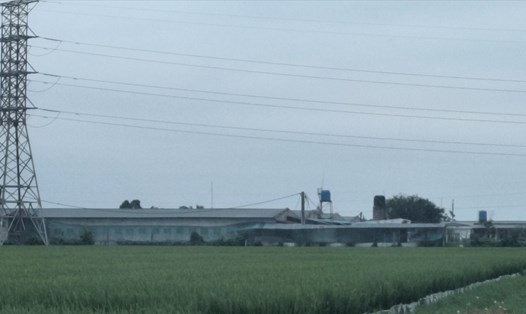 Trang trại chăn nuôi lợn của Công ty TNHH Tiến An Khang (huyện Kiến Xương, tỉnh Thái Bình). Ảnh: Trung Du