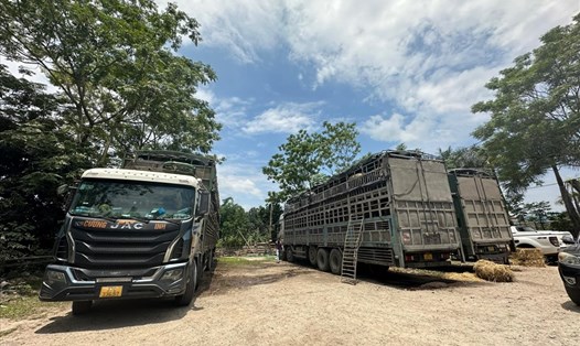 Công an tỉnh Cao Bằng vừa ra quyết định tạm giữ 3 xe ô tô tải chở 150 con trâu không rõ nguồn gốc, xuất xứ. Ảnh: CA Cao Bằng.