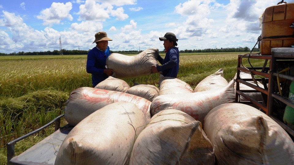 Nhiều cơ hội cho xuất khẩu gạo của Việt Nam trong năm 2023 khi nhu cầu thế giới tăng mạnh. Ảnh: Tân Long