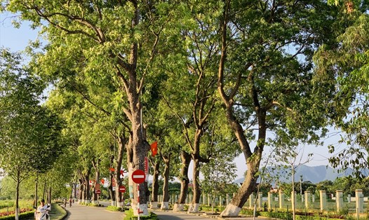 Từ bao đời nay, hàng cây xà cừ đã trở thành biểu tượng cho làng Sen quê hương Bác. Ảnh: Quỳnh Trang