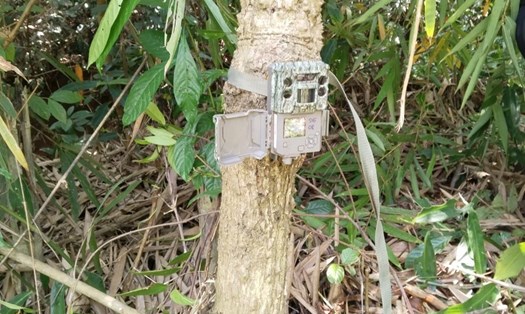 Cơ quan chức năng đặt bẫy ảnh xác minh thông tin nghi vấn hổ xuất hiện tại rừng cao su ở xã Lộc Bảo, huyện Bảo Lâm. Ảnh: Bảo Lâm