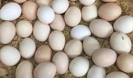 Lòng trắng trứng gà có một số tác dụng đối với sức khoẻ nếu sử dụng hợp lý. Ảnh: Kiều Vũ