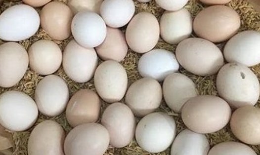 Lòng trắng trứng gà có một số tác dụng đối với sức khoẻ nếu sử dụng hợp lý. Ảnh: Kiều Vũ