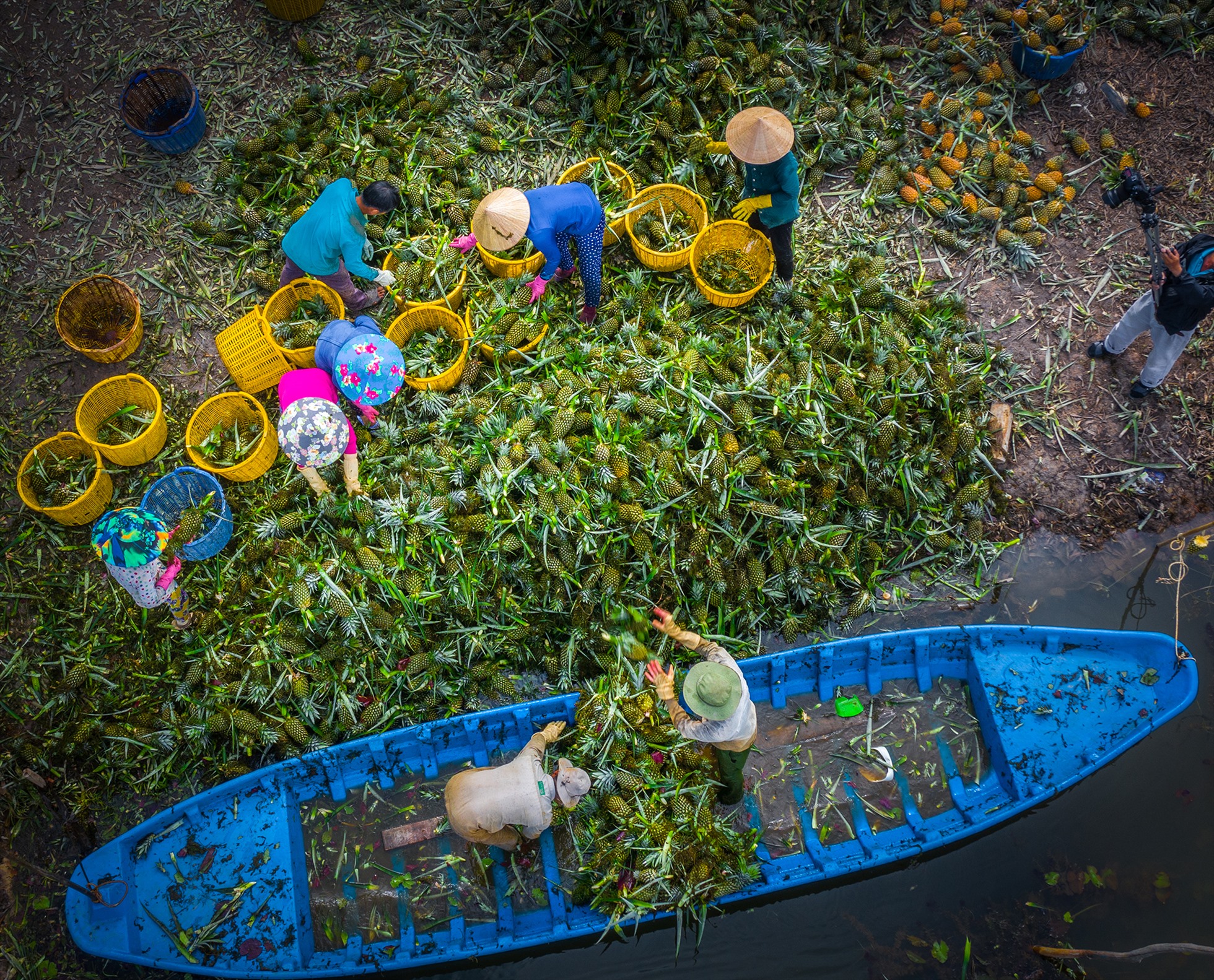 Thu hoạch khóm Cầu Đúc (Hậu Giang)