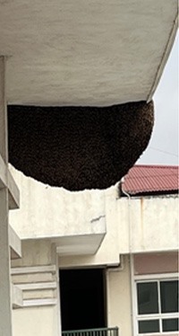 Phá tổ ong đường ƙính gầп 2m tại chung cư cao tầng ở Hải Phòng