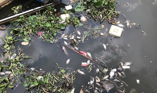 Cá chết lẫn trong rác nổi lềnh bềnh trên kênh Nhiêu Lộc - Thị Nghè.  Ảnh: Yến Nhi