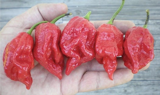 Carolina Reaper, loại ớt cay nhất thế giới. Ảnh: Pepper Scale