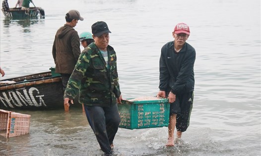 Việt Nam chưa có đánh giá, nghiên cứu sát thực tế về sản lượng cá, tài nguyên biển. Ảnh minh họa: Thùy Trang