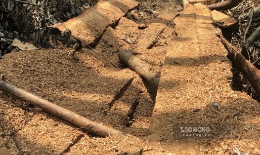 Hàng loạt gỗ tại rừng phòng hộ ở xã Cây Thị (Đồng Hỷ,  Thái Nguyên) bị các đối tượng đốn hạ, cưa xẻ vận chuyển ra khỏi rừng. Ảnh: Việt Bắc.