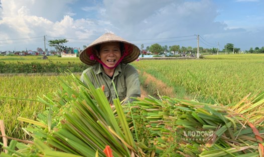 Người dân Thái Bình tranh thủ xuống đồng gặt lúa, tránh thời tiết nắng nóng. Ảnh: Lương Hà