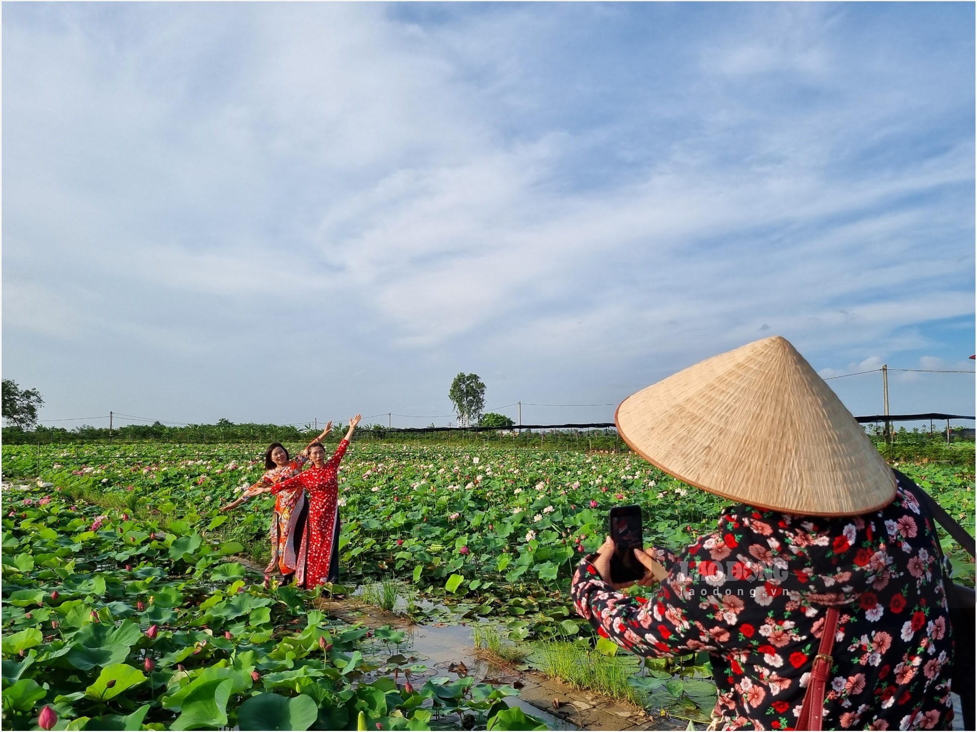 Đầm sen ở Thái Bình thu hút chị em thả dáng trong nắng để chụp ảnh. Ảnh: Lương Hà