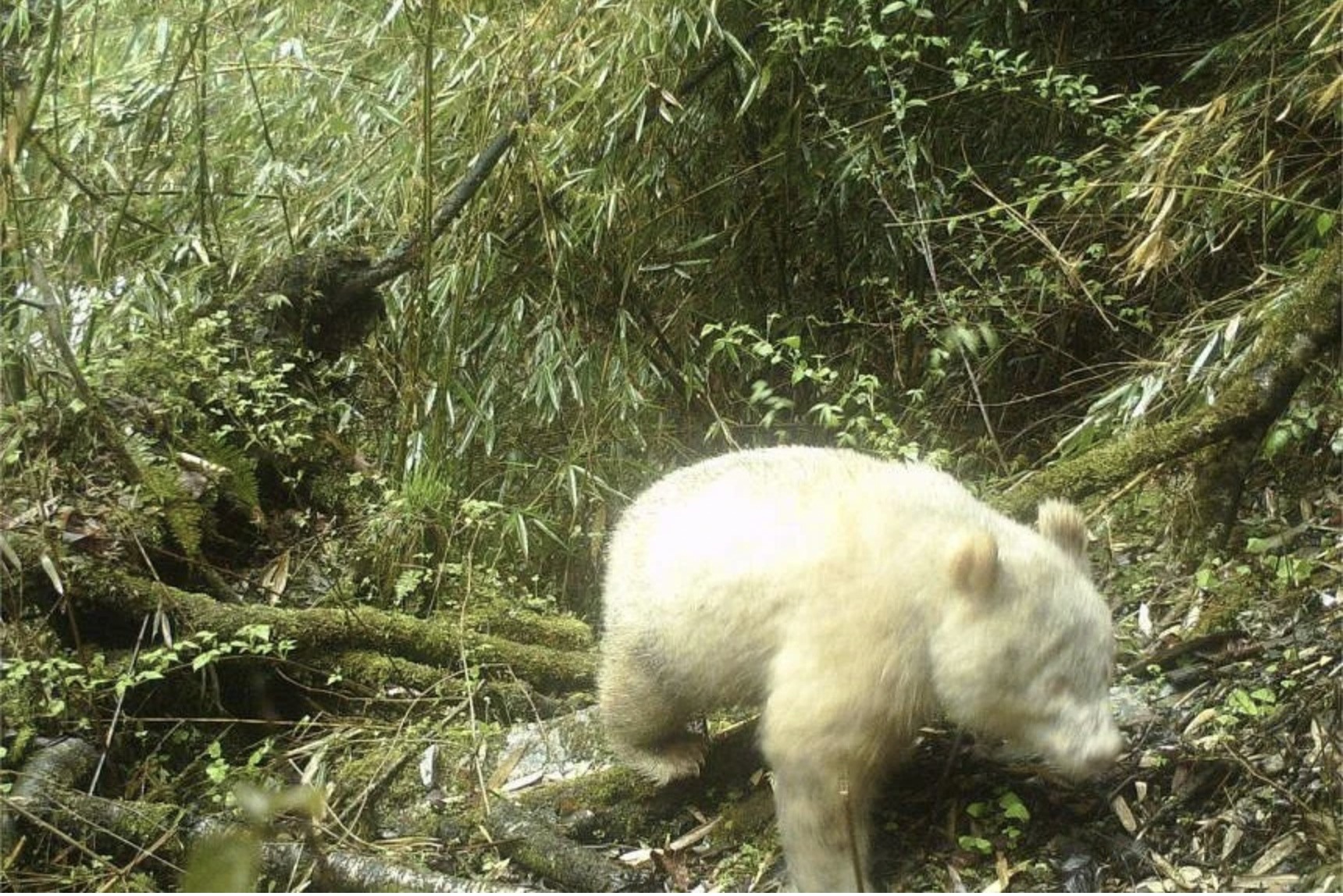 Gấu trúc bạch tạng ở Trung Quốc. Ảnh: Xinhua