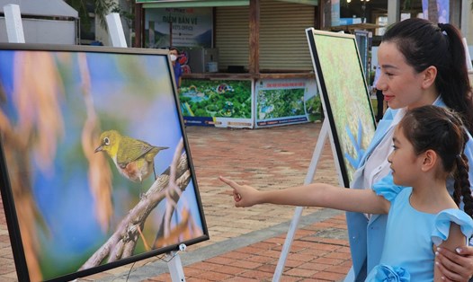 Đà Nẵng dành "mặt tiền" biển để triển lãm tranh về hệ sinh thái Sơn Trà. Ảnh: Thùy Trang
