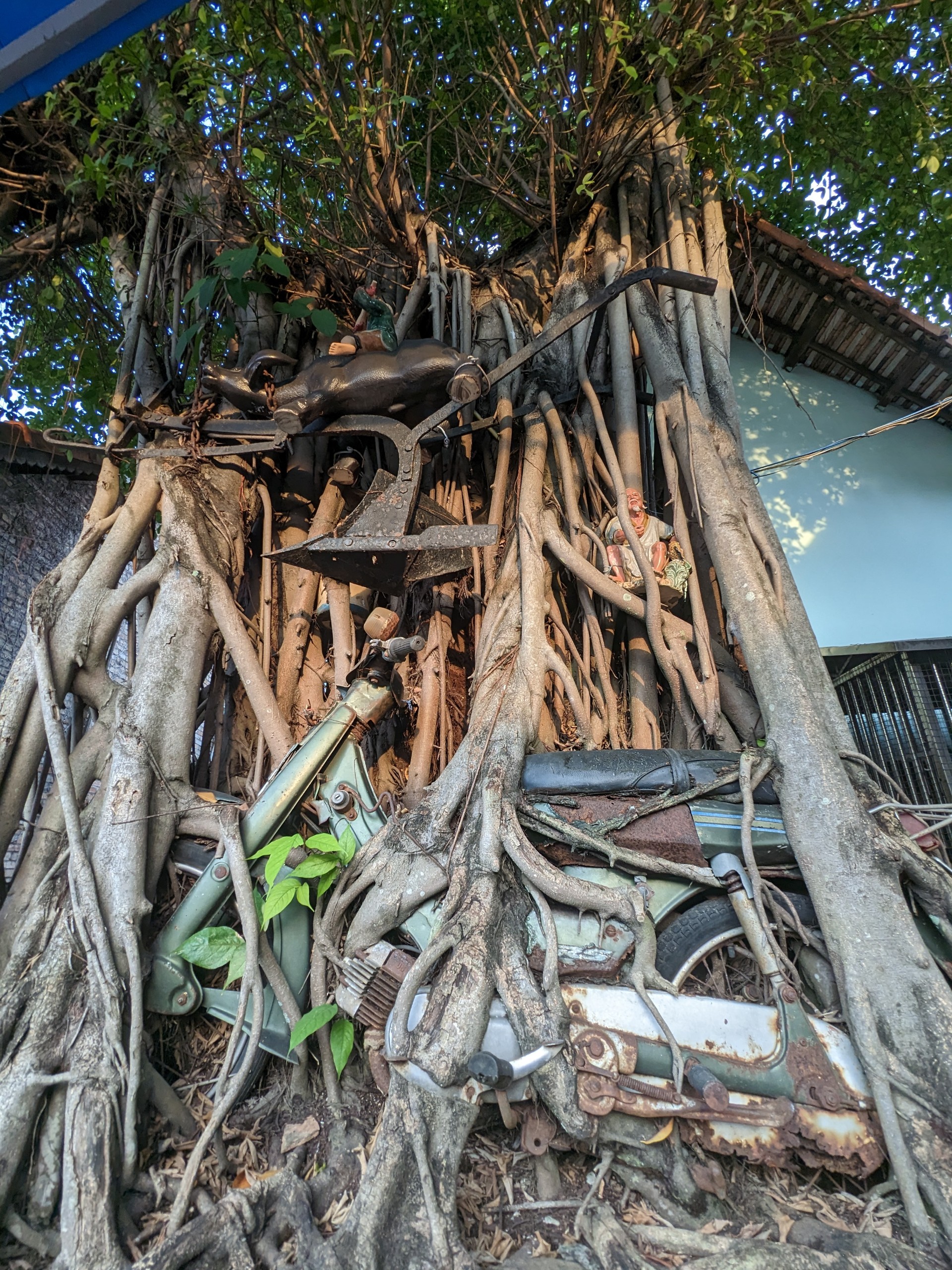 Chiếc xe vô tình “bị quên lãng" bên gốc cây si, tạo thành một tuyệt tác của tự nhiên.