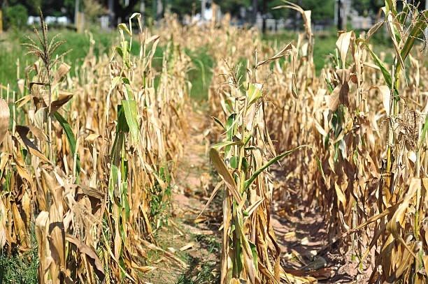 Thời tiết khô hạn, ít mưa ảnh hưởng tới sinh trưởng của cây ngô đúng giai đoạn trỗ cờ và không thể kết hạt, mất năng suất. Ảnh: Việt Bắc