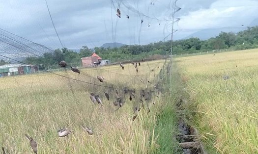 Nhiều địa phương ở miền Trung đang xuất hiện vấn nạn dùng "lưới tàng hình" để bắt chim trời. Ảnh: An Thượng