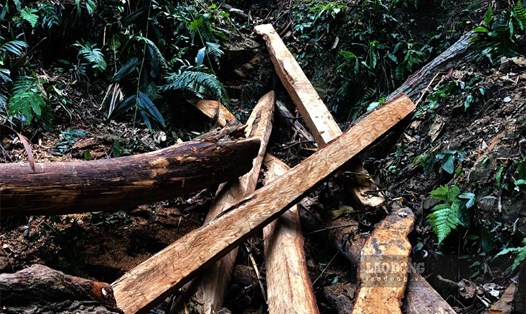 Nhiều cây gỗ lớn tại rừng phòng hộ Cây Thị (Đồng Hỷ, Thái Nguyên) bị chặt hạ trái phép và cưa xẻ, tẩu tán khỏi hiện trường. Vụ việc đang được dư luận đặc biệt quan tâm. Ảnh: Việt Bắc.