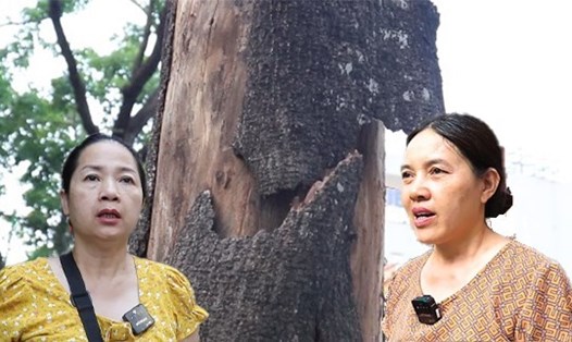 Sốt ruột lo lắng cây chết khô ở Hà Nội, nguy cơ đổ gãy khi giông gió
