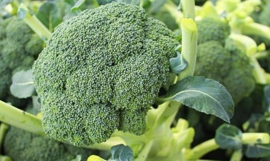 Bông cải xanh là một loại thực phẩm cung cấp nước trong chế độ ăn. Ảnh: Kiều Vũ