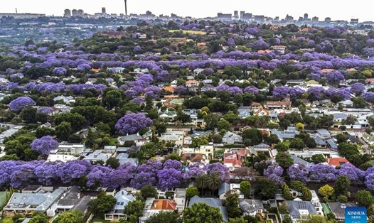 Hoa phượng tím nở rộ ở Johannesburg, Nam Phi. Ảnh: Tân Hoa Xã