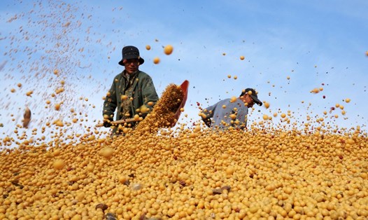 Nông dân phơi đậu tương ở Beian, tỉnh Hắc Long Giang, đông bắc Trung Quốc. Ảnh: Tân Hoa Xã