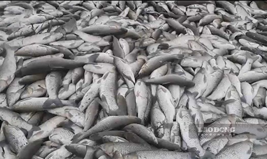 Cá nuôi trong lồng bè trên sông Cầu của một hộ dân ở xã Dũng Liệt (Yên Phong) bị chết. Ảnh: Vân Trường
