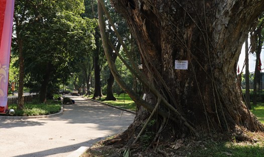 Hà Nội: Hàng loạt cây cổ thụ chết khô trong công viên Bách Thảo