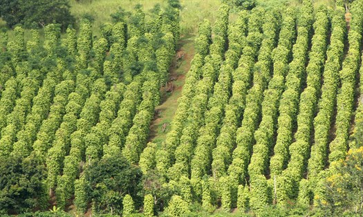 Hiện nay, toàn tỉnh Đắk Nông đang có hàng chục ngàn hecta cây hồ tiêu, cà phê, điều... trồng sai vị trí nên không phù hợp với điều kiện thổ nhưỡng, khí hậu. Ảnh: Phan Tuấn
