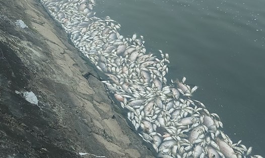 Cá chết dạt trắng bờ hồ Bồng Sơn. Ảnh: Trần Tuấn.