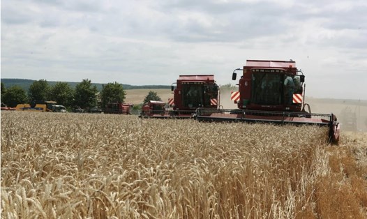 Thu hoạch lúa mì ở bang Vinnitsa, miền tây Ukraina. Ảnh: Xinhua