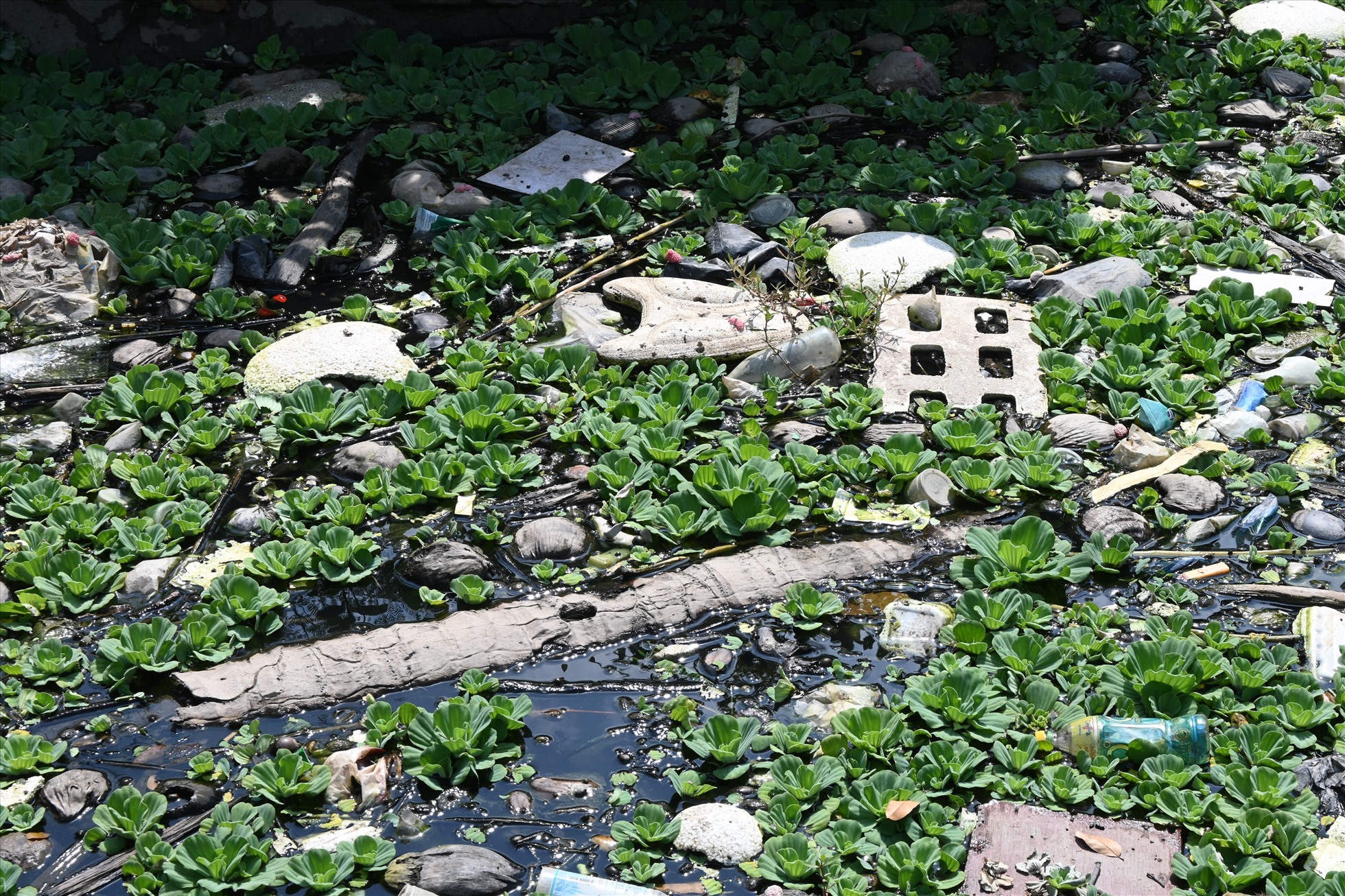 Nước dưới một con kênh ô nhiễm trên địa bàn TP Mỹ Tho ô nhiễm tiềm ẩn nguy cơ sốt xuất huyết. Ảnh: Thành Nhân