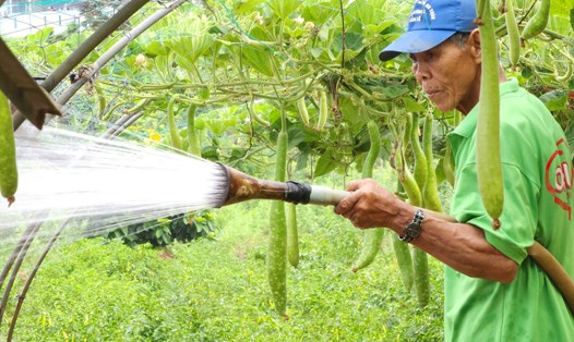 Nước tưới tiêu bị lợ, phèn khiến rau màu tại làng La Hường, Đà Nẵng bị ảnh hưởng. Ảnh: Thùy Trang