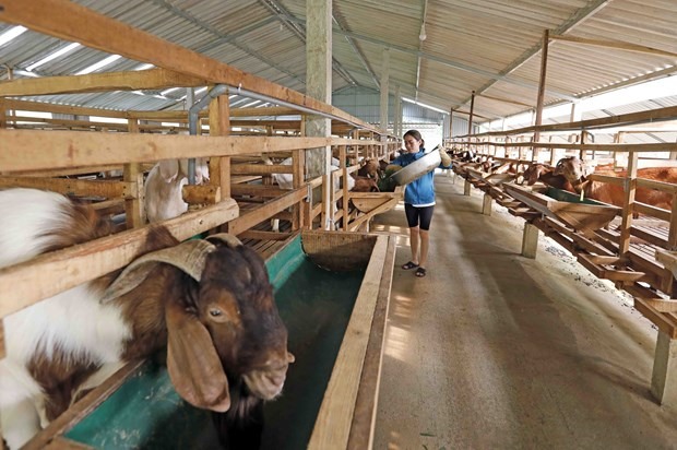 Có thêm vốn vay chương trình giải quyết việc làm, gia đình chị Nguyễn Thị Hiên ở xã Sơn Lễ, huyện Hương Sơn có điều kiện mở rộng trang trại nuôi dê, sau 2 năm có đàn dê hơn 100 con. Ảnh: TTXVN