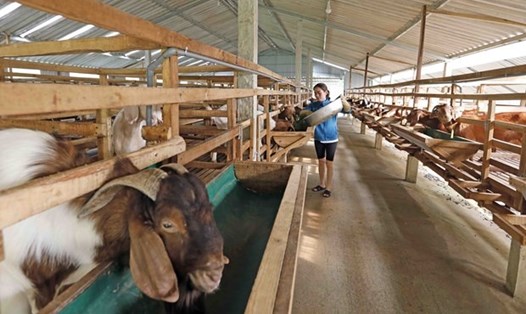 Có thêm vốn vay chương trình giải quyết việc làm, gia đình chị Nguyễn Thị Hiên ở xã Sơn Lễ, huyện Hương Sơn có điều kiện mở rộng trang trại nuôi dê, sau 2 năm có đàn dê hơn 100 con. Ảnh: TTXVN