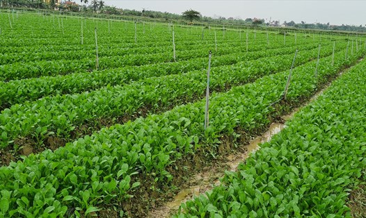 Việt Nam xây dựng nhiều mã số vùng trồng để xuất khẩu sang Trung Quốc. Ảnh: Vũ Long