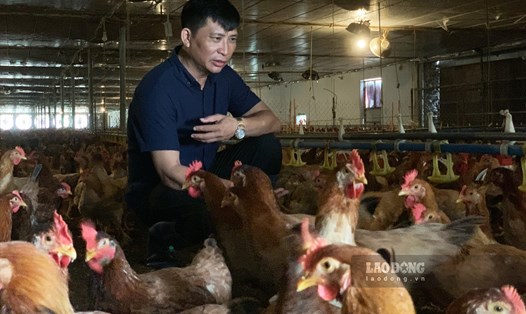 Trang trại gà không mùi của ông nông dân Việt Nam xuất sắc năm 2022 ở Thái Bình: Ảnh: Lương Hà