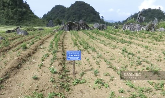 Một số vùng trồng cây dược liệu tại huyện Quản Bạ (Hà Giang) đang thiếu nước tưới do khô hạn. Ảnh: Nguyễn Tùng.