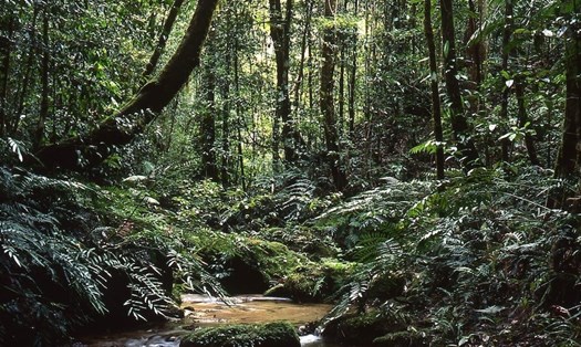 Ảnh: Chụp màn hình