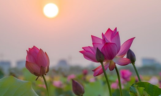 Vẻ đẹp sen làng La Chữ tại phường Hương Chữ, TP. Huế, Thừa Thiên Huế. Ảnh: Lê Đình Hoàng