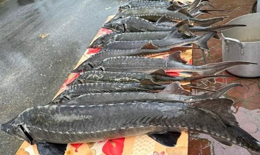  Lũ quét tại Lai Châu khiến 1 trang trại cá tầm bị thiệt hại khoảng 7 tỉ đồng. Ảnh: Người dân cung cấp
