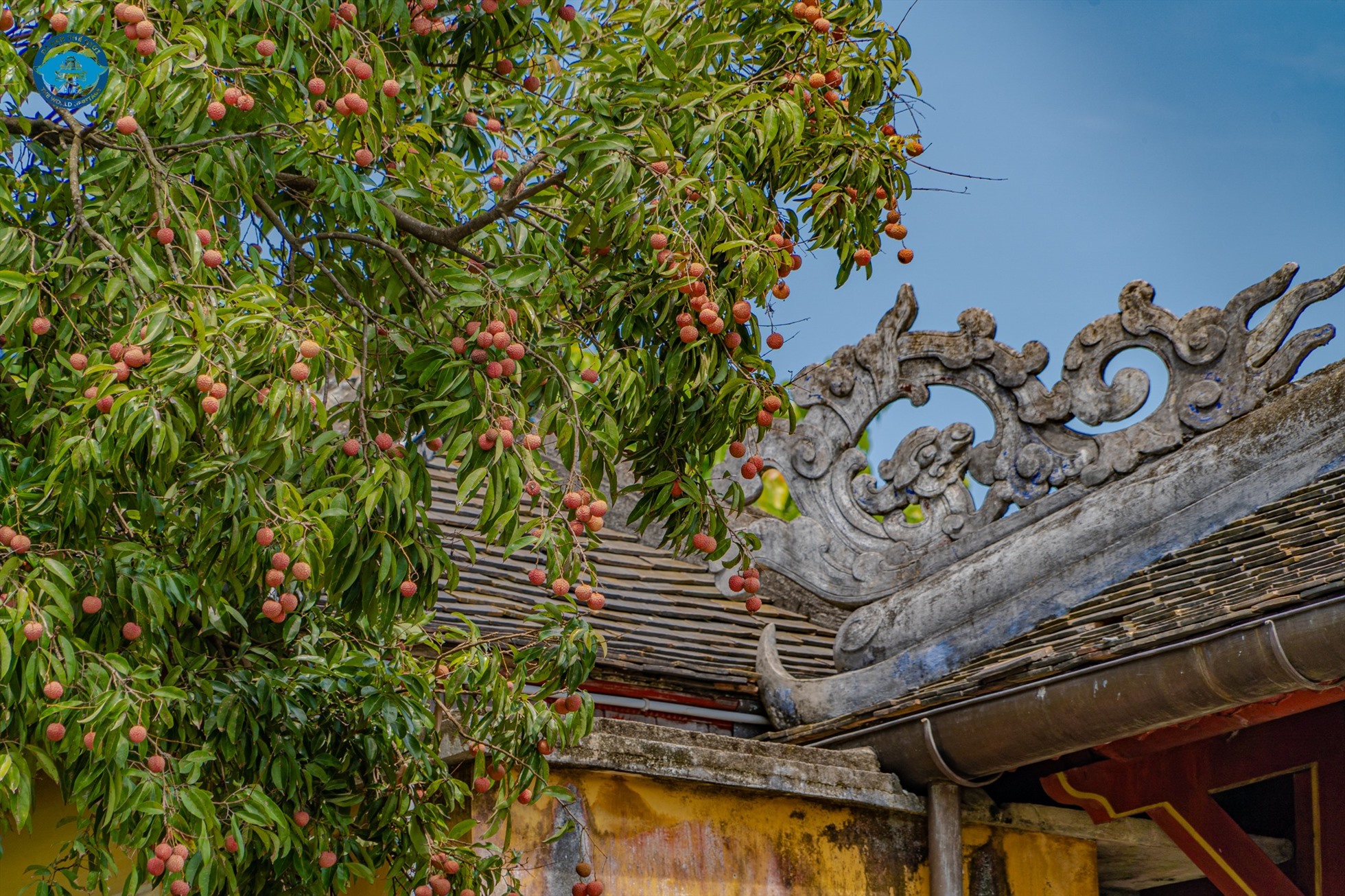 Lệ chi trong Hoàng cung Huế đang mùa rộ quả. Ảnh: Bảo Minh