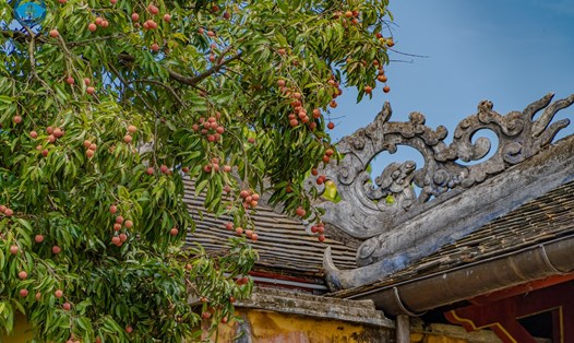 Lệ chi trong Hoàng cung Huế đang mùa rộ quả. Ảnh: Bảo Minh