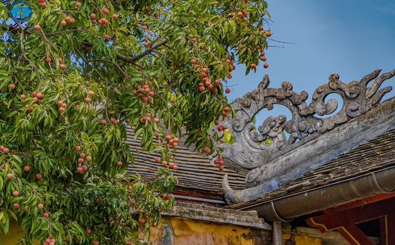 Lệ chi trong Hoàng cung Huế đang mùa rộ quả. Ảnh: Bảo Minh