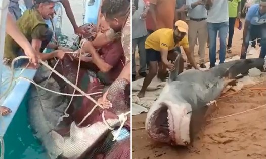 Con cá mập cắn chết thanh niên Nga. Ảnh chụp màn hình