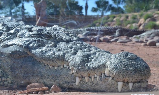 Chính quyền bang Queensland, Australia đang tìm người đã ra tay giết một số con cá sấu ở trong khu vực. Ảnh: Xinhua