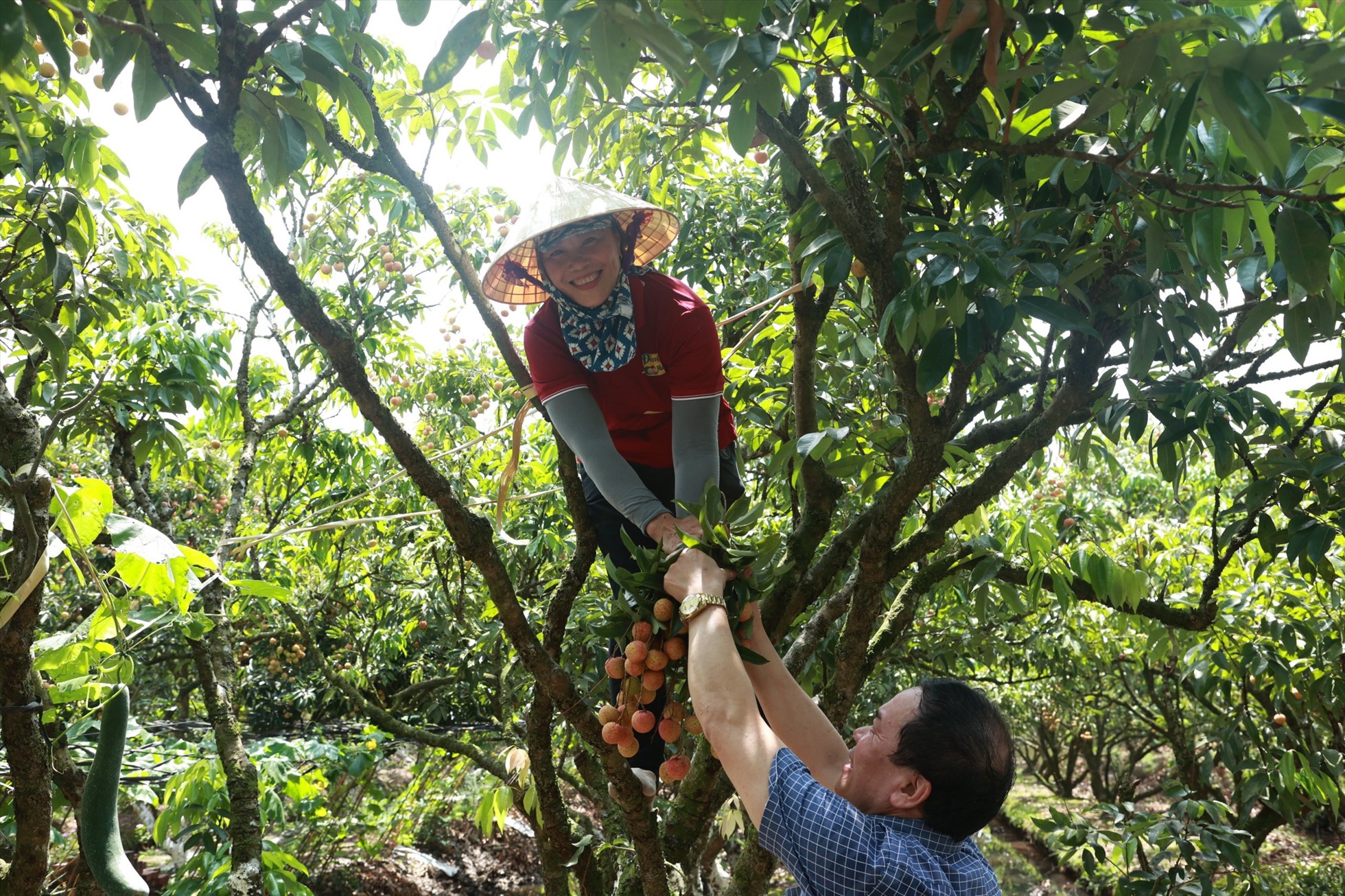 Độc đáo tour "miệt vườn" mùa vải chín. Ảnh: Nguyễn Thúy